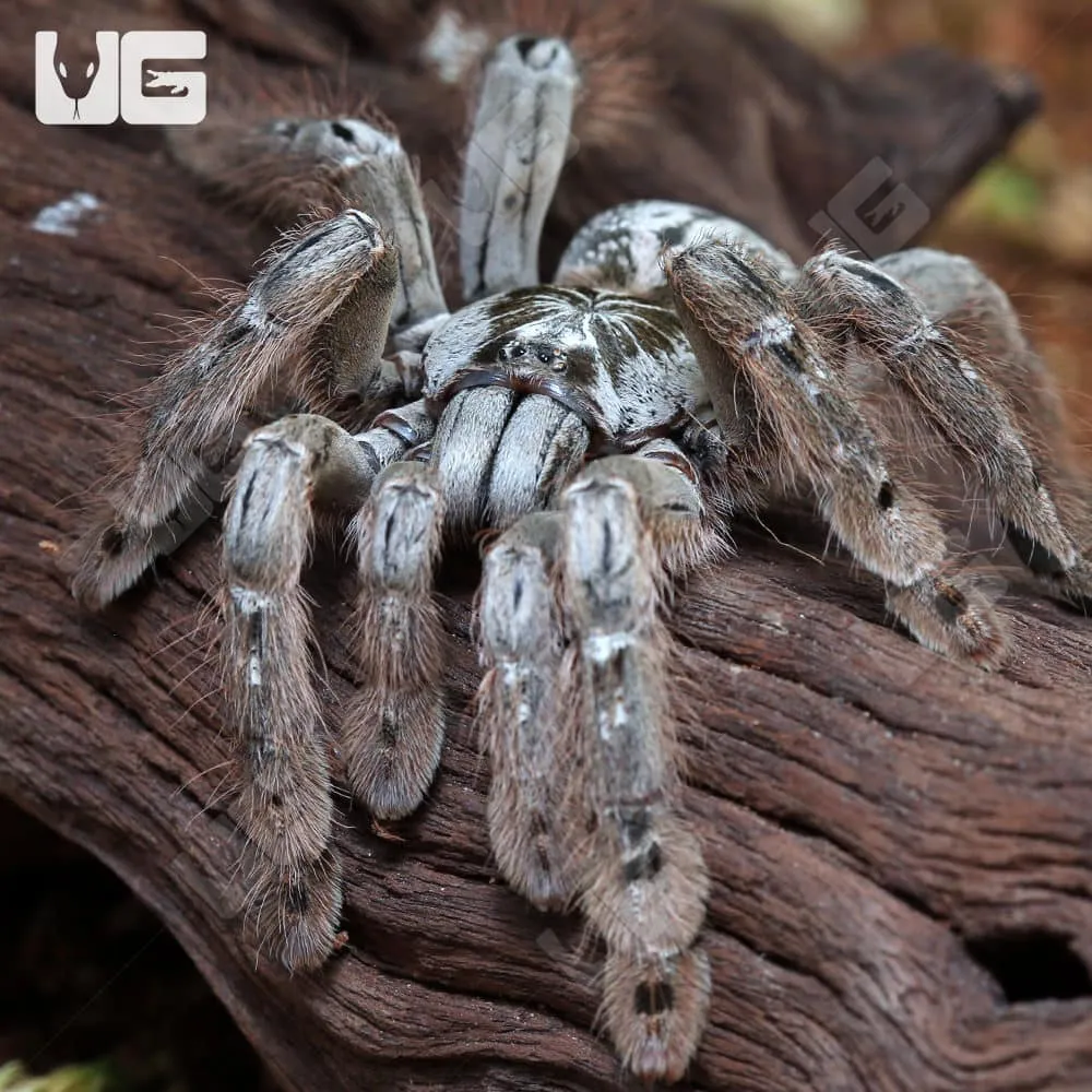 15542 ornamental baboon tarantula seller