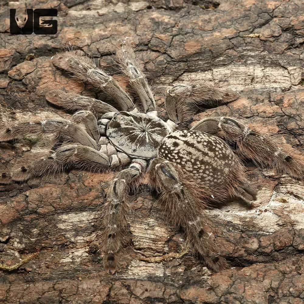 /img/15542-ornamental-baboon-tarantula-size.webp