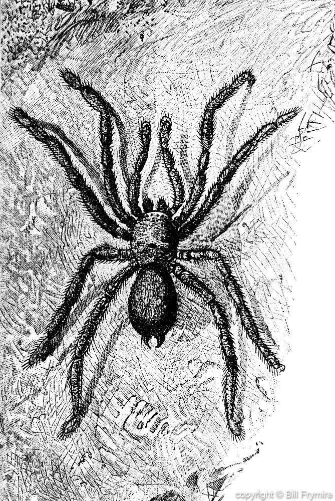 15543 tarantula spider overview