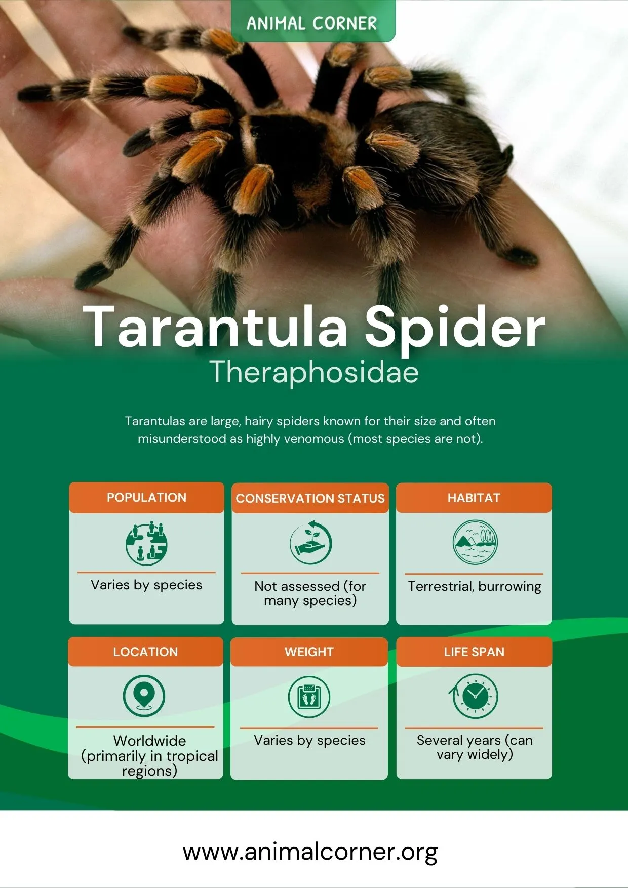 15543 tarantula spider venom