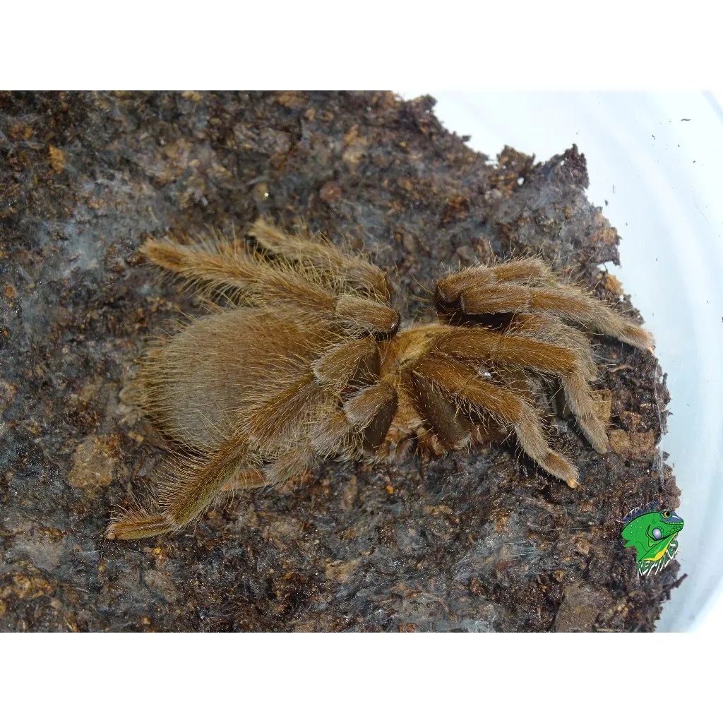 15544 philippine tarantula enclosure