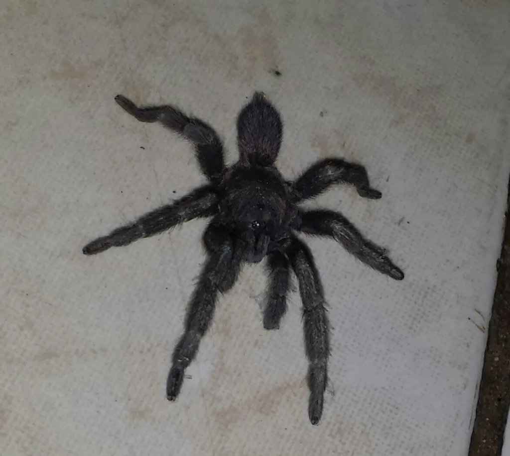 15544 philippine tarantula health