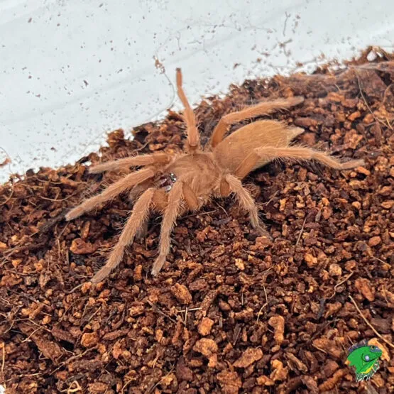 15544 philippine tarantula substrate