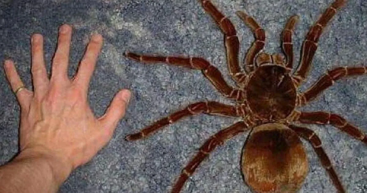 15546 goliath birdeater size