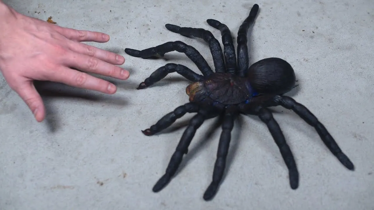 15546 largest tarantula overview
