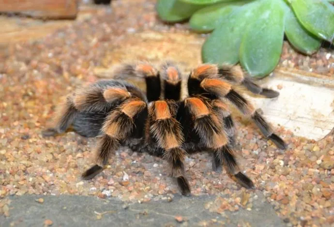 15547 tarantula feeding