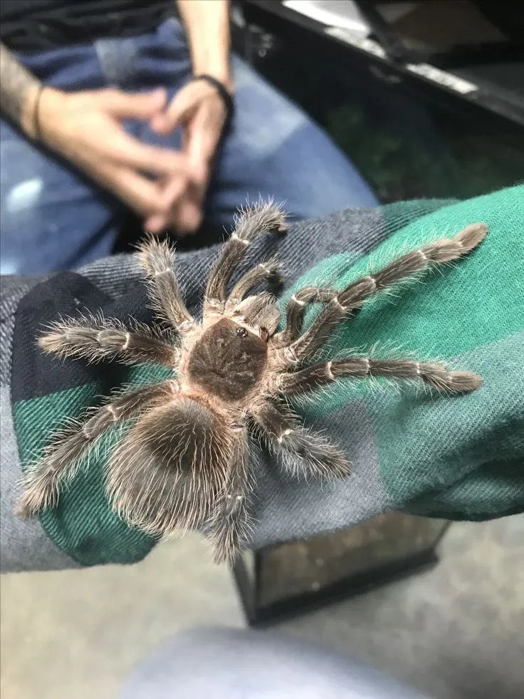 15547 tarantula health