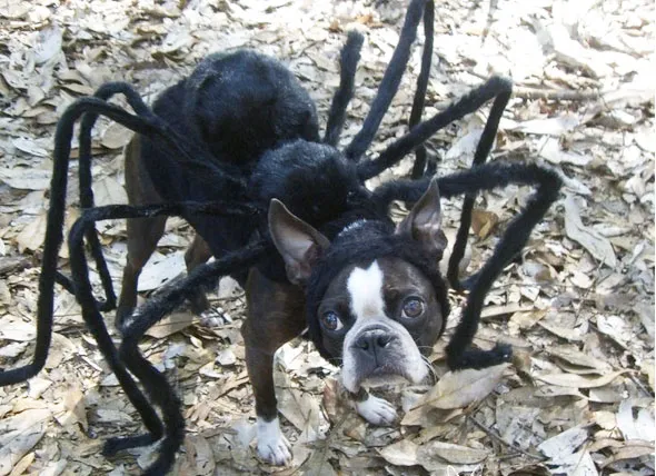 15548 dog in tarantula costume happy