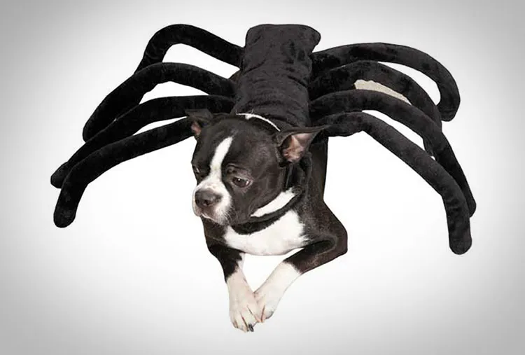 /img/15548-measuring-dog-for-costume.webp