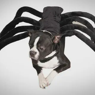 /img/15548-measuring-dog-for-costume.webp