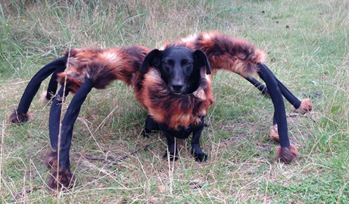 15548 realistic tarantula dog costume