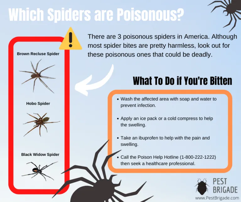 15549 tarantula defense