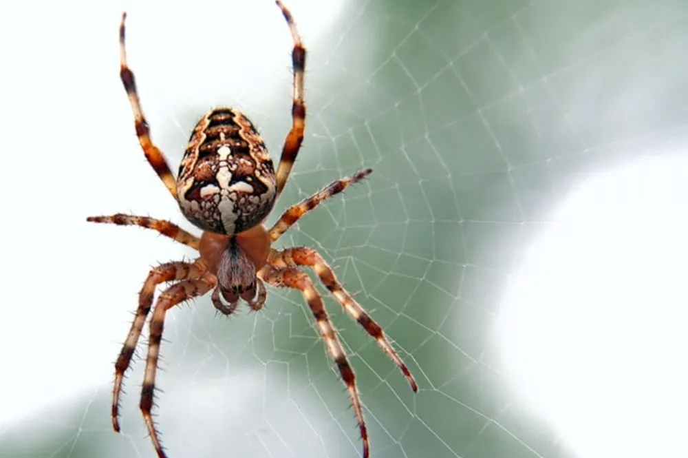 15549 tarantula handling