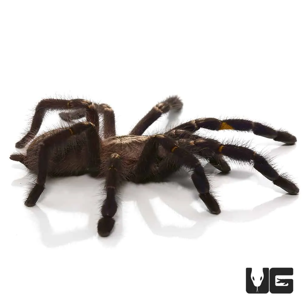 15550 gooty sapphire tarantula blue color