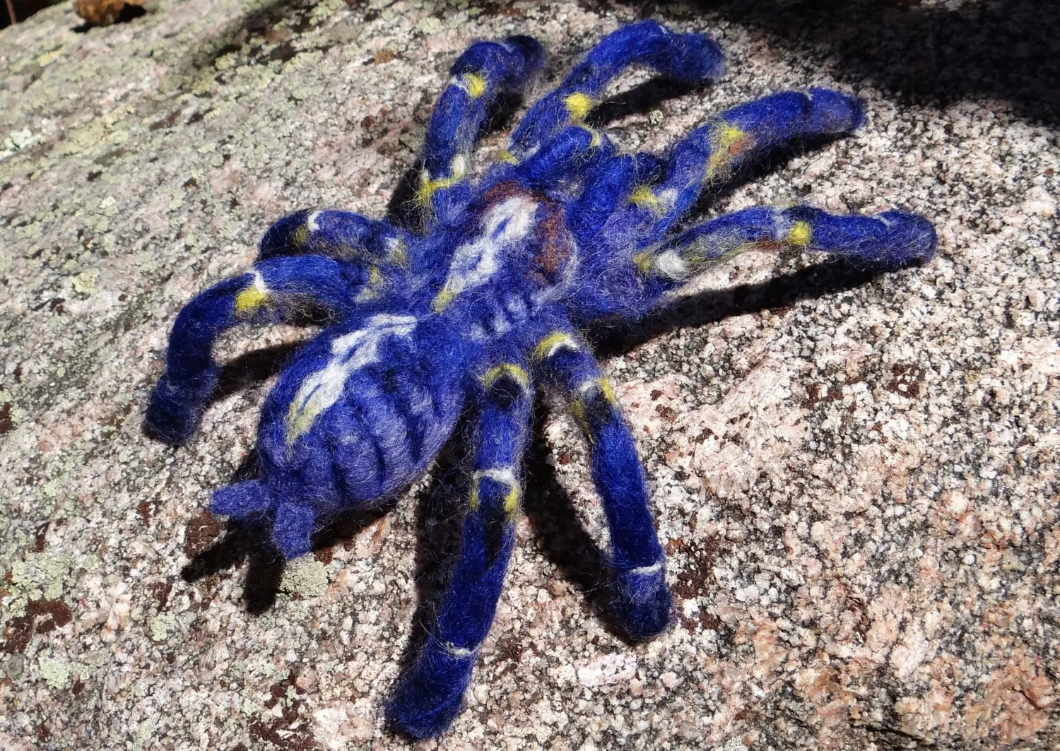 /img/15550-gooty-sapphire-tarantula-conservation.webp
