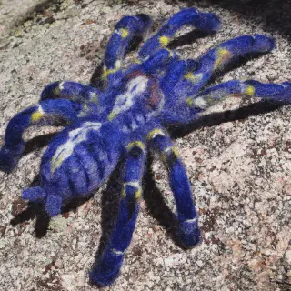 /img/15550-gooty-sapphire-tarantula-conservation.webp