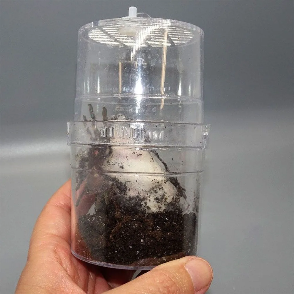 15550 gooty sapphire tarantula enclosure