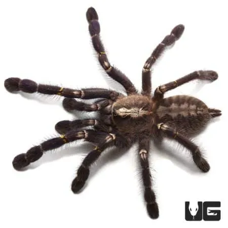 15550 gooty sapphire tarantula feeding