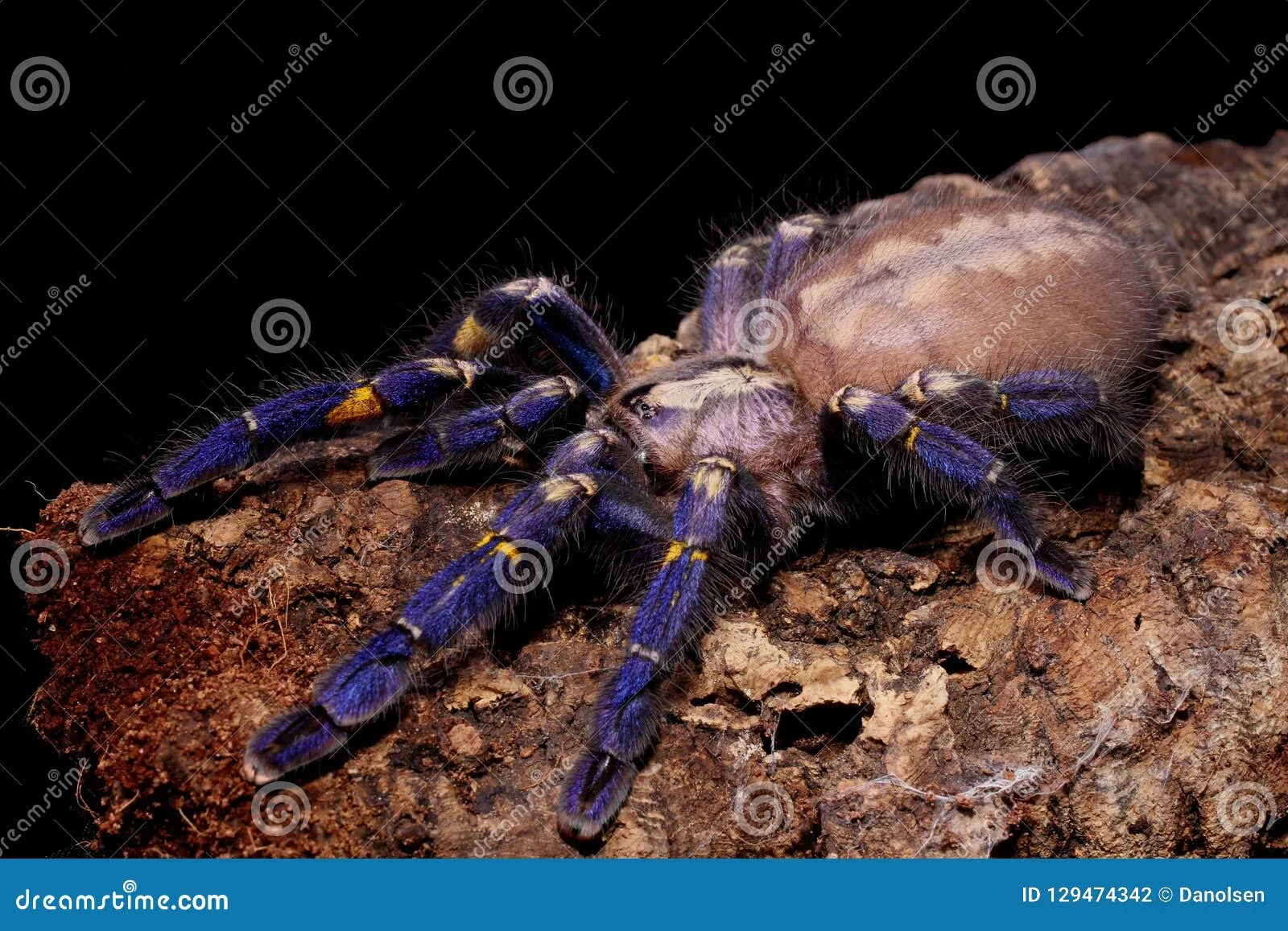 15550 gooty sapphire tarantula habitat