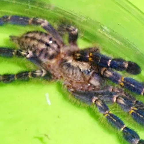 15550 gooty sapphire tarantula handling