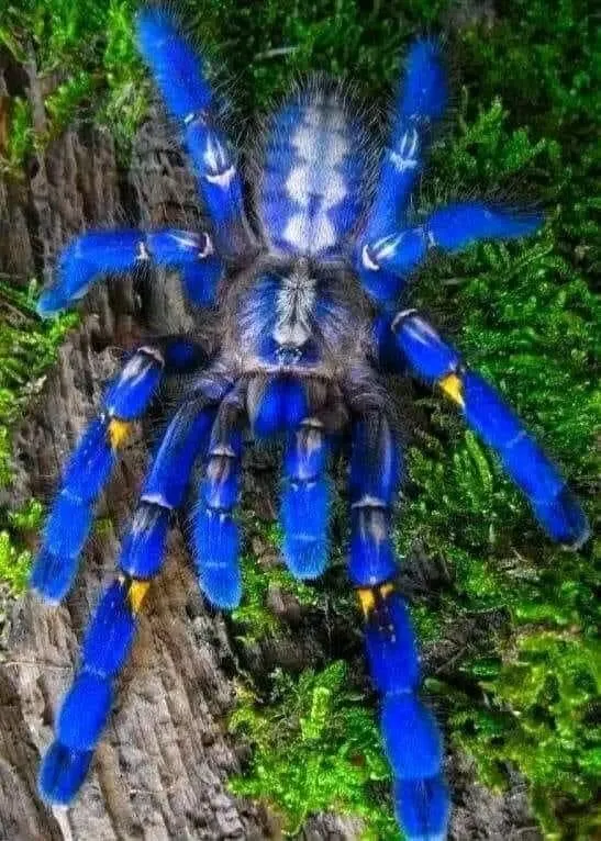 15550 gooty sapphire tarantula overview