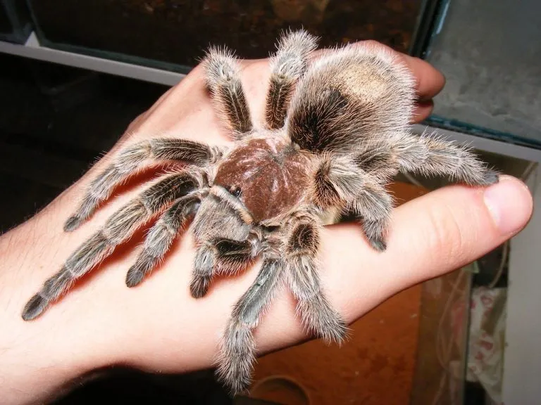 15551 chilean rose tarantula enclosure
