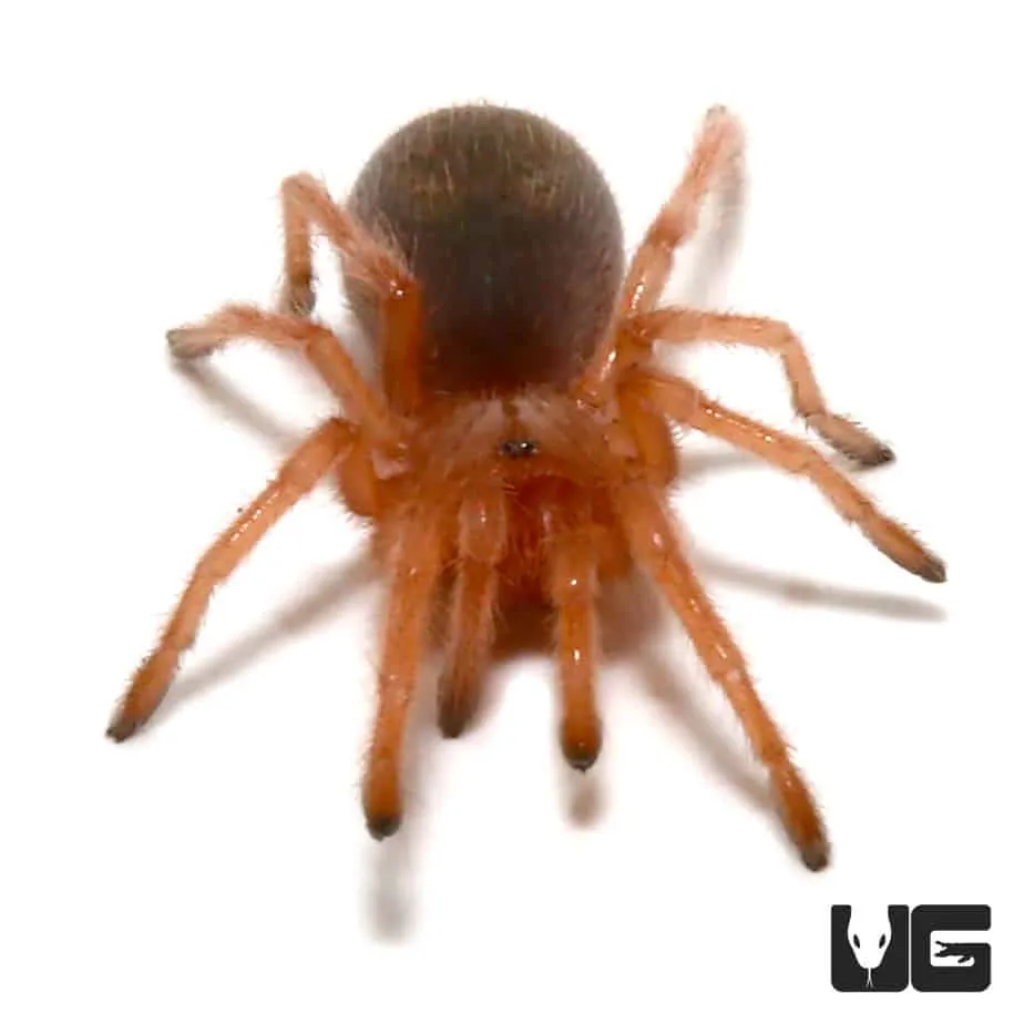 15551 chilean rose tarantula molting