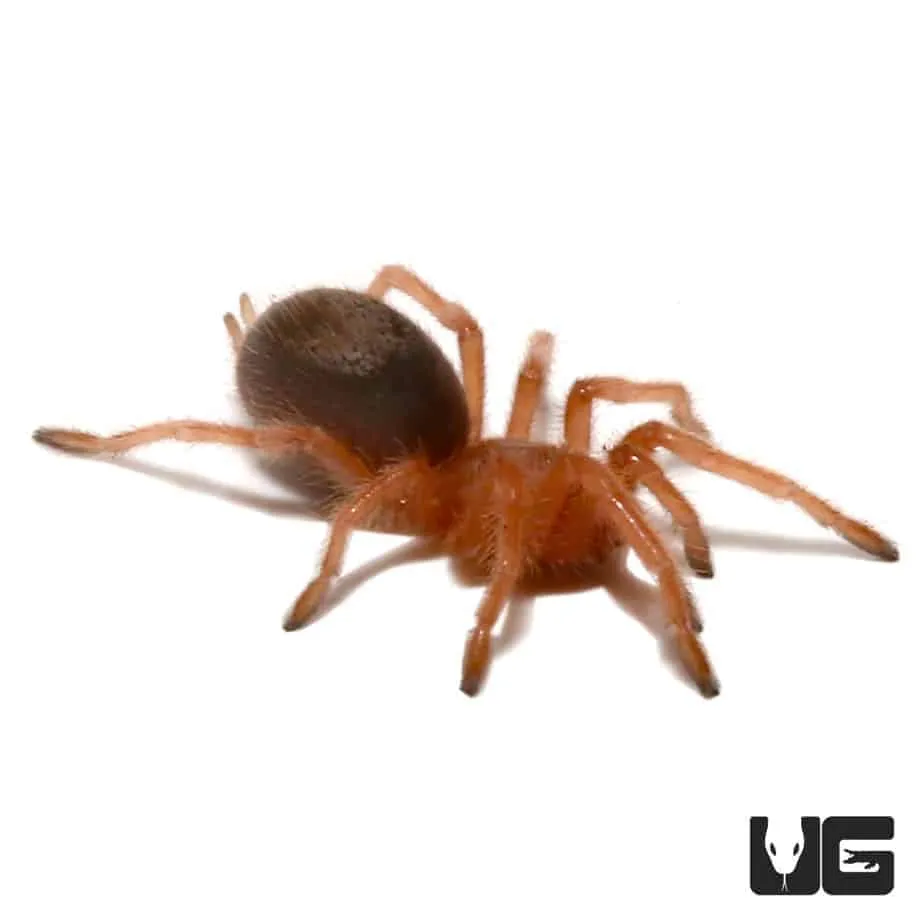 /img/15551-chilean-rose-tarantula-spiderling.webp