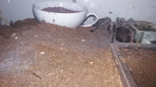 15552 tarantula species