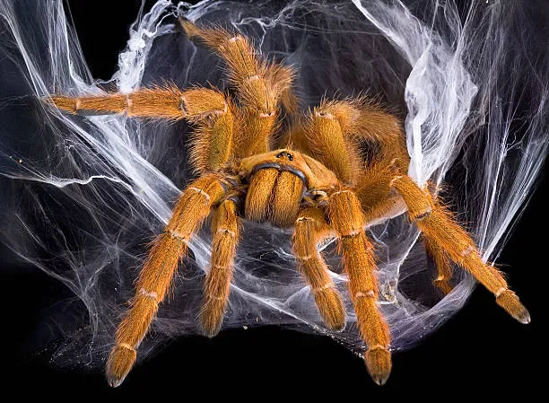 15552 tarantula web building