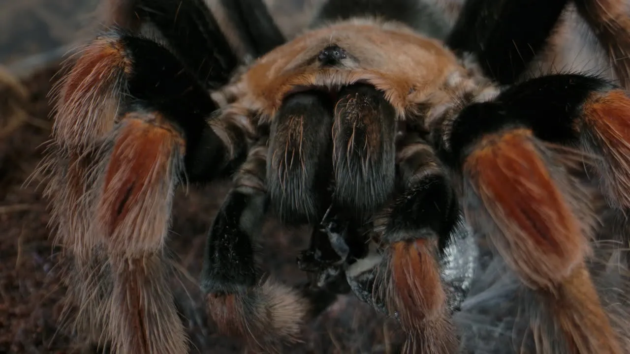 /img/15552-tarantula-web-sensory.webp