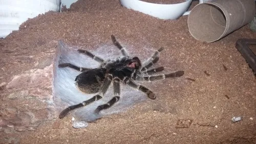 15552 tarantula web types