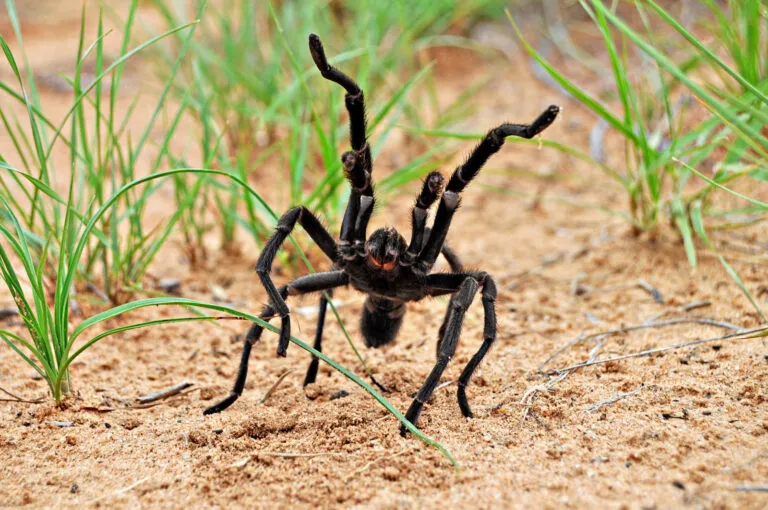 15554 texas brown tarantula habitat