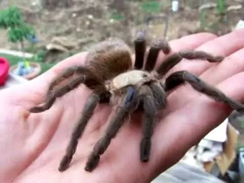 15554 treating tarantula bites