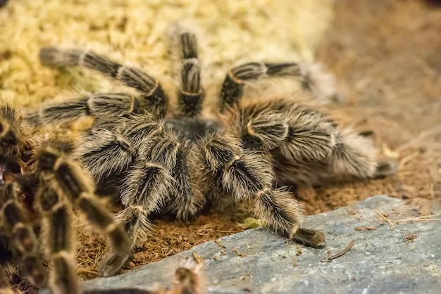 15555 brazilian birdeater tarantula feeding