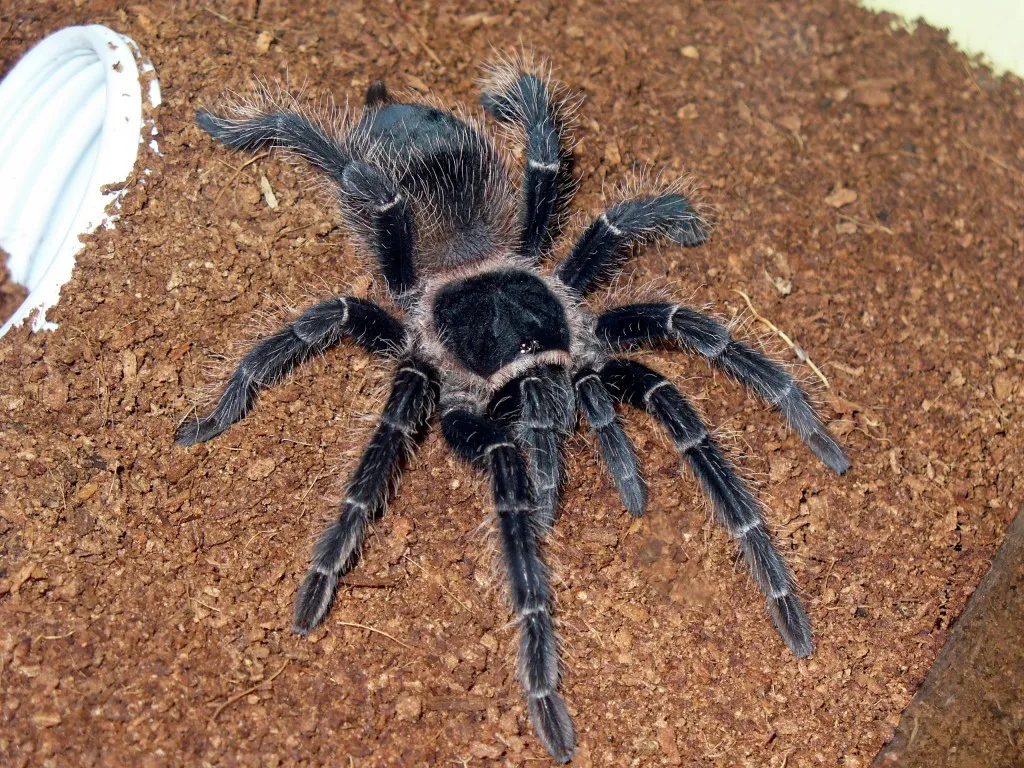 15555 brazilian birdeater tarantula habitat