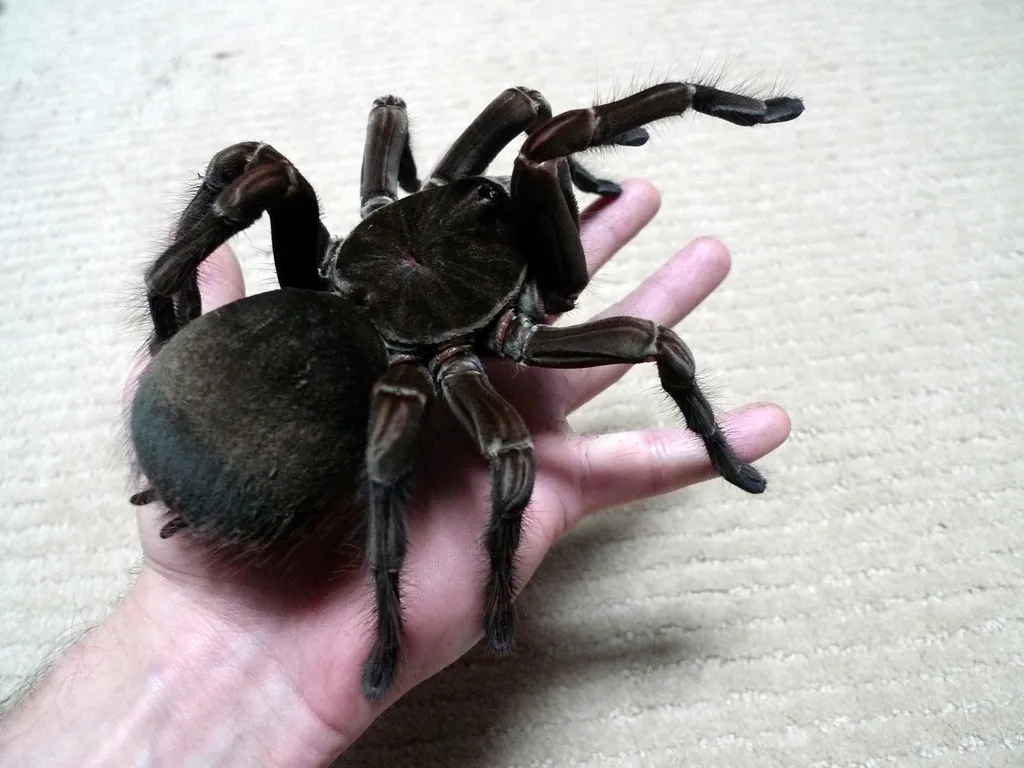 15555 brazilian birdeater tarantula handling