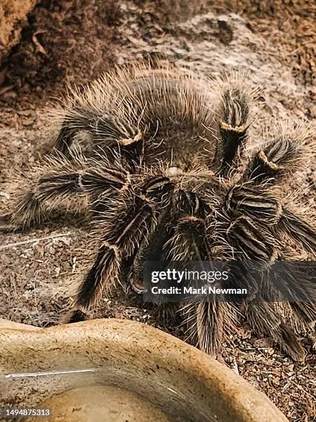 15555 brazilian birdeater tarantula size