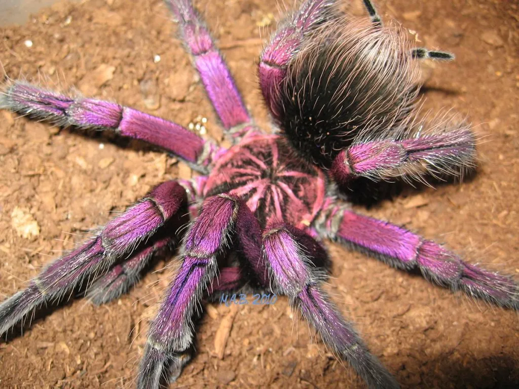 /img/15555-brazilian-birdeater-tarantula-terrarium.webp