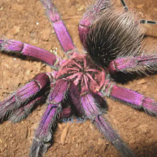 /img/15555-brazilian-birdeater-tarantula-terrarium.webp