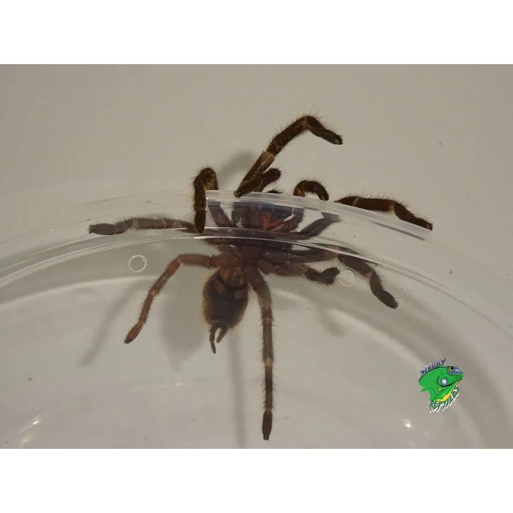 15555 brazilian birdeater tarantula urticating hairs