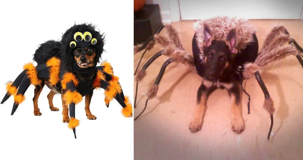 15556 dog tarantula costume fitting