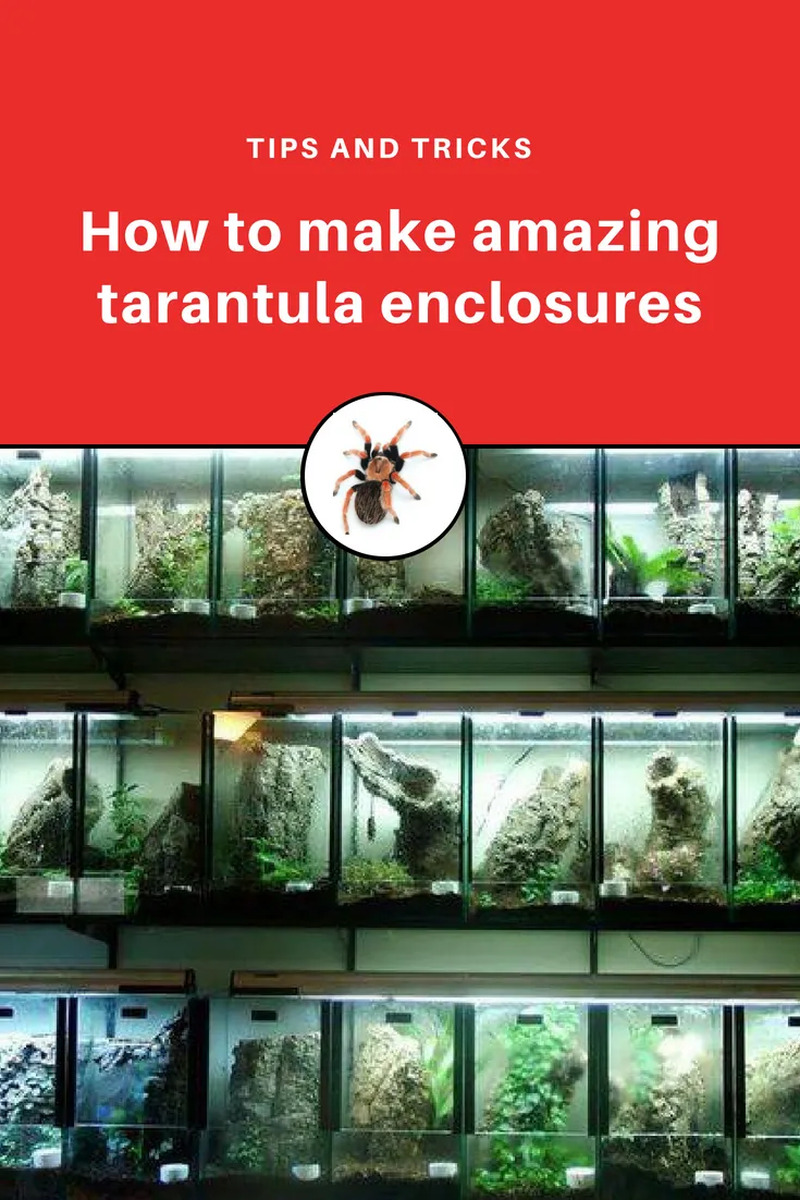 15560 tarantula decor