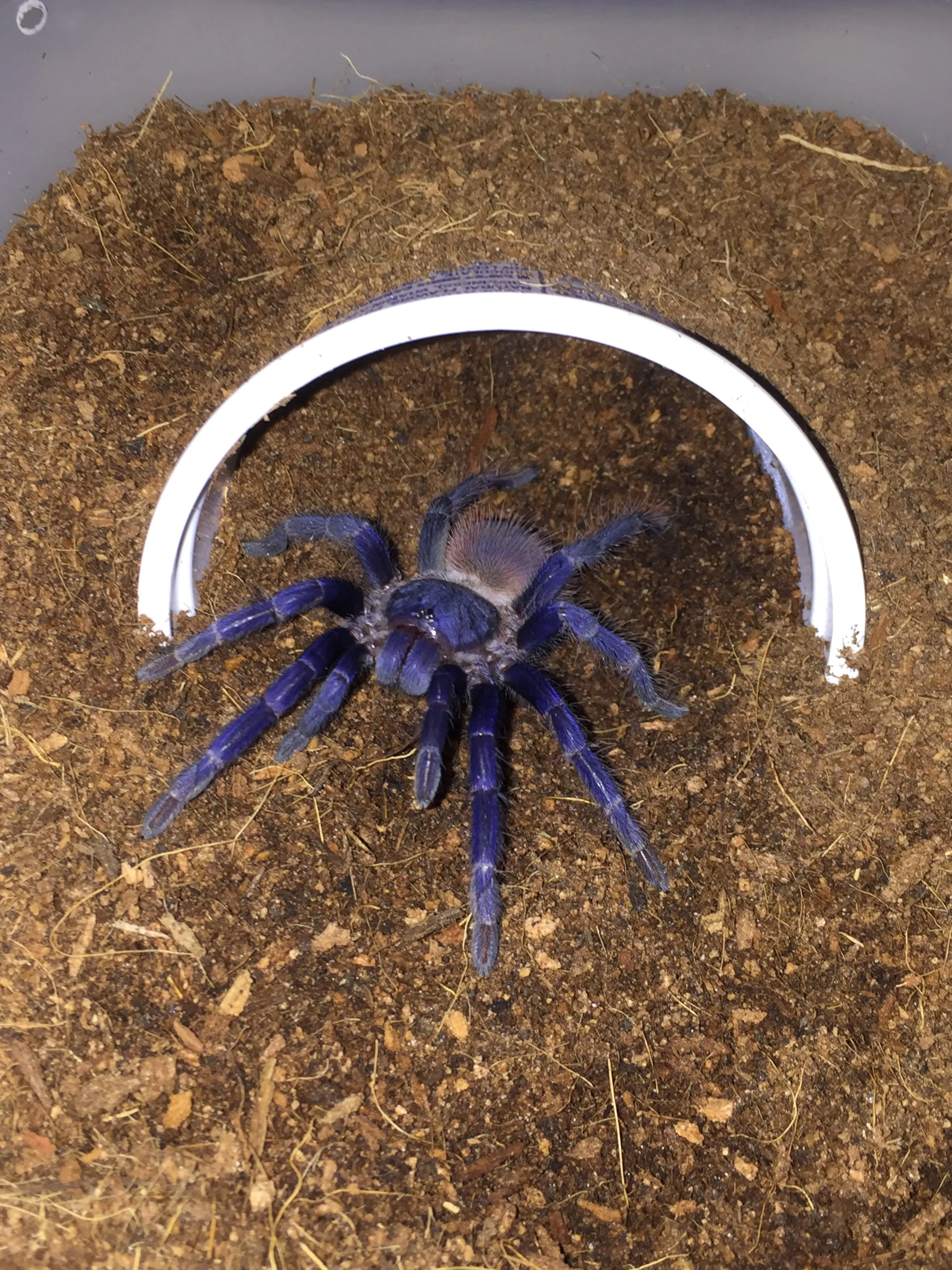 15562 sazimai tarantula close up