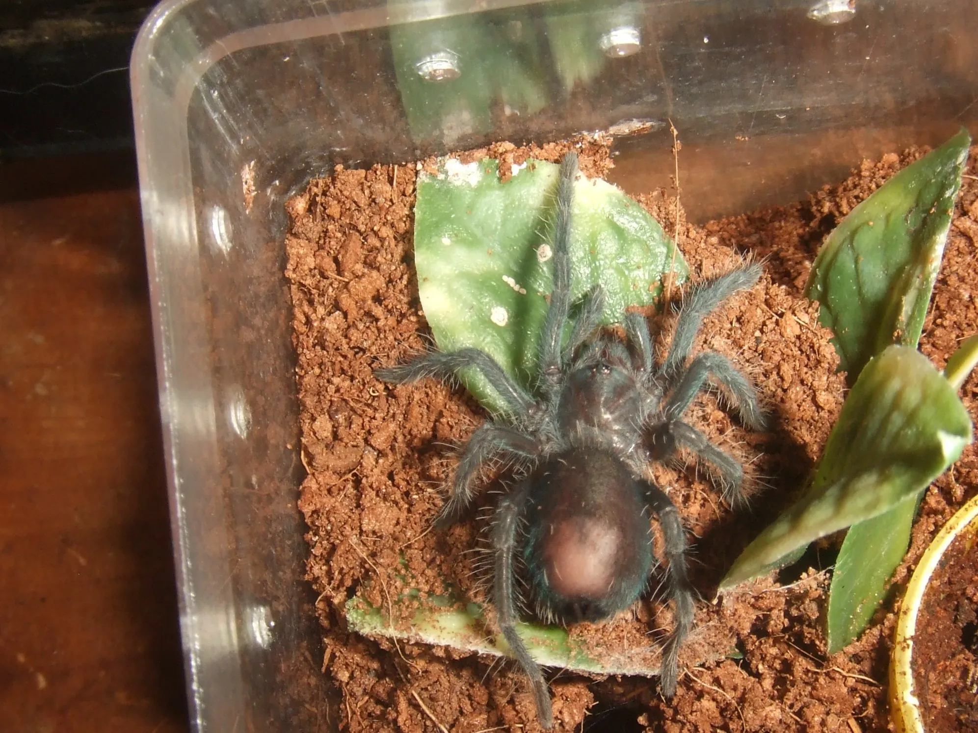 15562 sazimai tarantula enclosure