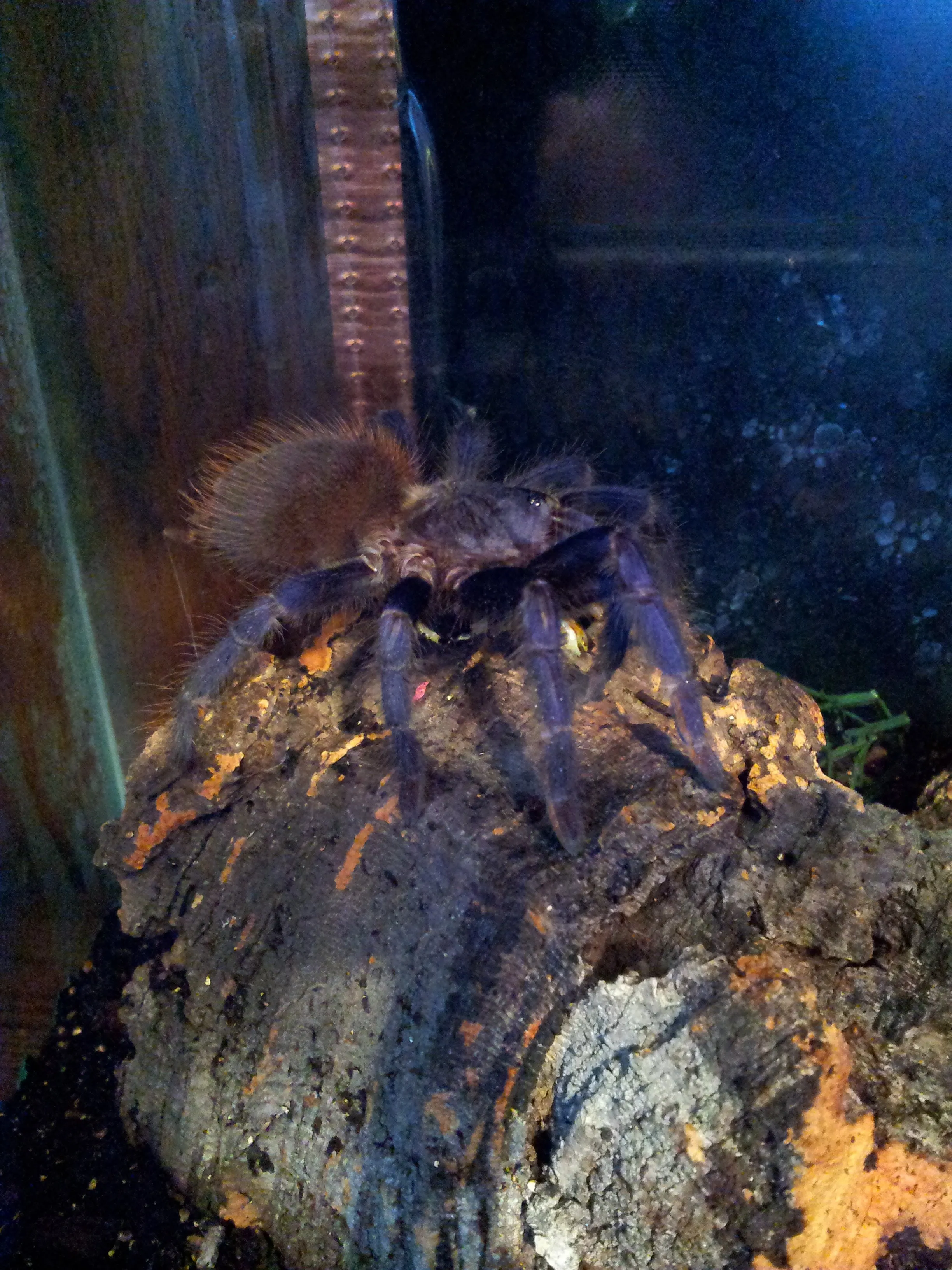 15562 sazimai tarantula feeding