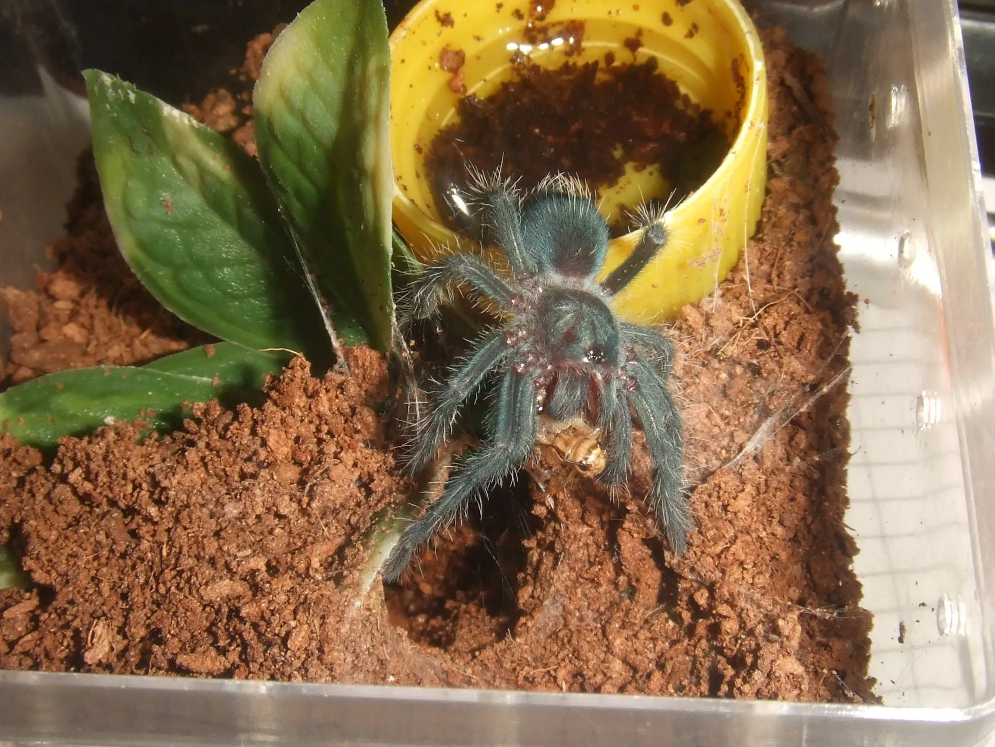 15562 sazimai tarantula handling