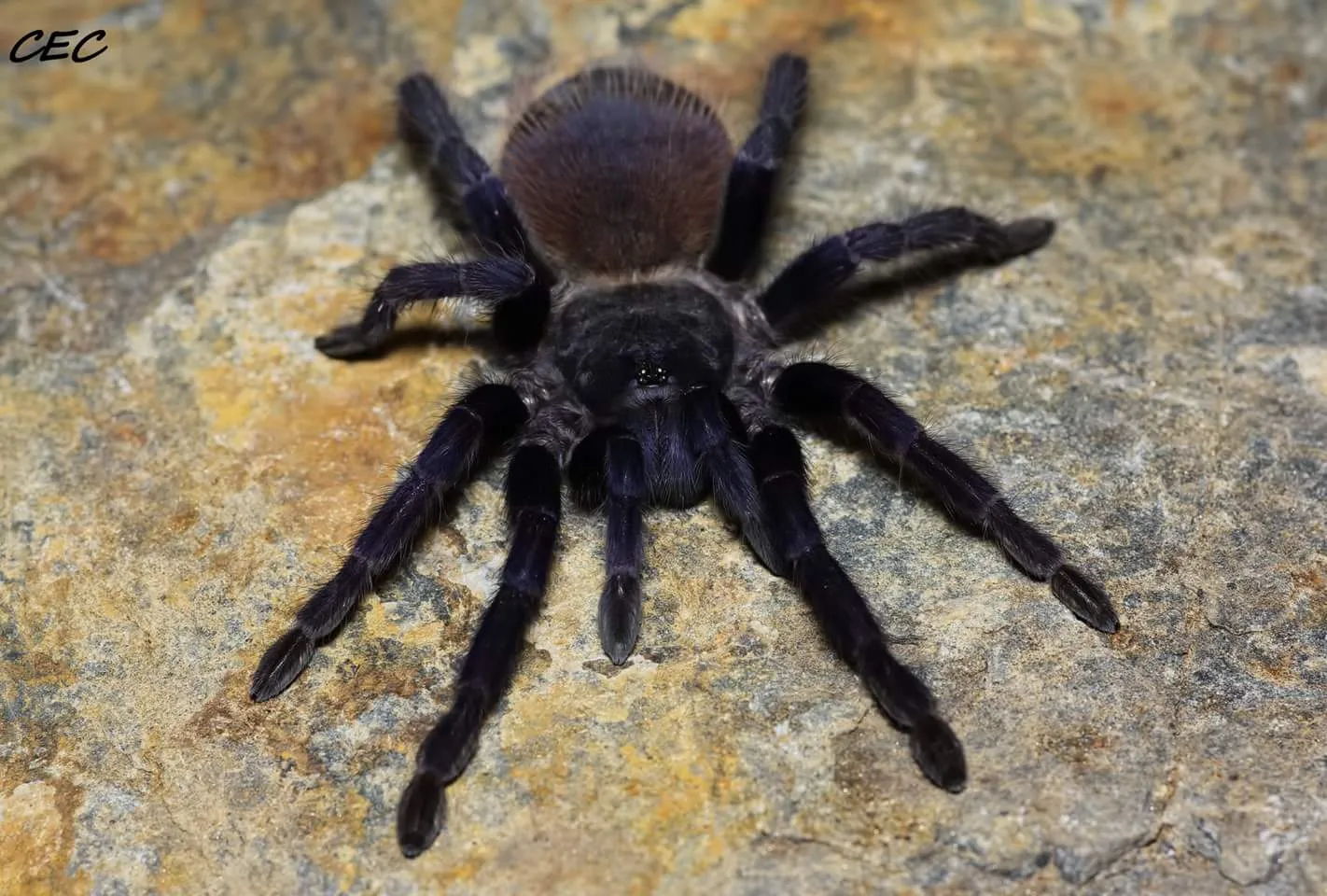15562 sazimai tarantula molting