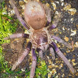 /img/15562-sazimai-tarantula-spiderlings.webp