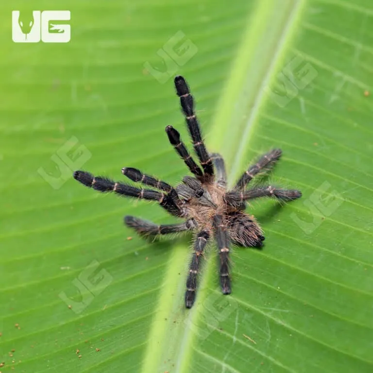 /img/15563-purple-earth-tiger-tarantula-equipment.webp